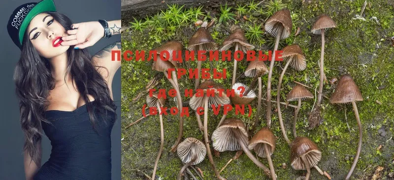 магазин продажи   мега сайт  Галлюциногенные грибы Magic Shrooms  Рассказово 